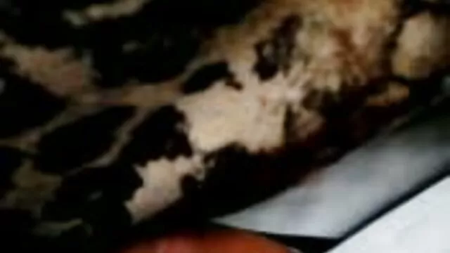 A lésbica é uma festa de sexo para todas as vídeo pornô mulher melancia raparigas!