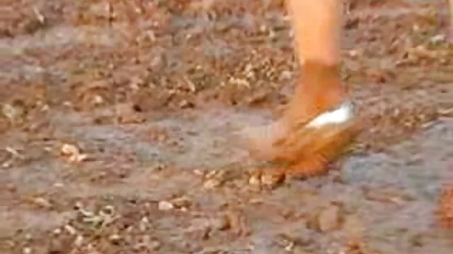 O gato luta com pornografia.